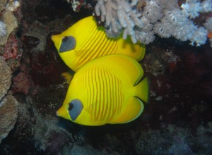 plongée 3